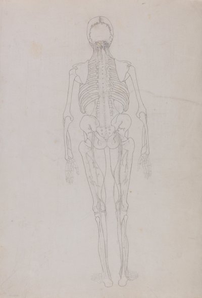 Esposizione anatomica comparativa della struttura del corpo umano con quella di una tigre e di un co... da George Stubbs